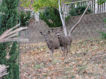 Oh my deer